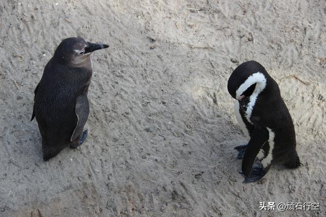 南部非洲：南非开普敦企鹅岛