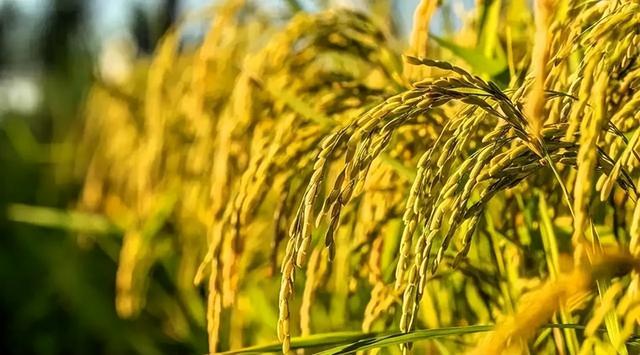 “白天白露，单衣过冬；夜晚白露，冻死老牛”，今年白露在几点？