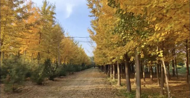 冬之伊始，来潼关寻觅初冬色彩