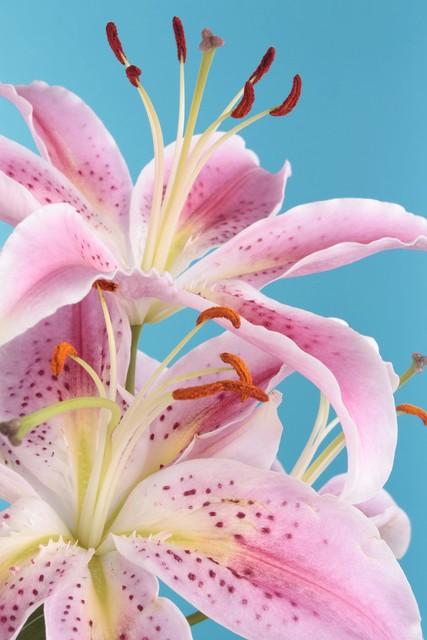 十二星座所代表的花，与花语，分别是什么？