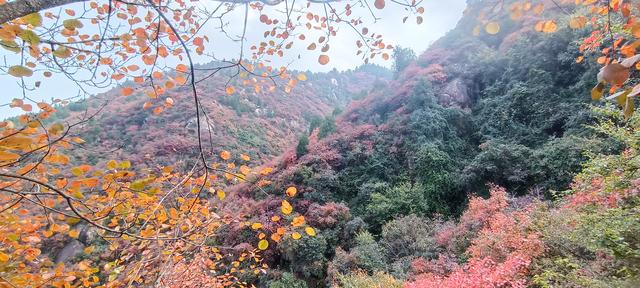 骊山红叶似火 车辆行人如织