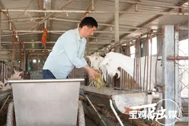 【出彩新农人 逐梦沃野间】念好“养羊经”变身“领头羊” 宝鸡千阳小伙梁明的奋斗青春图片