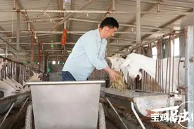 【出彩新农人 逐梦沃野间】念好“养羊经”变身“领头羊” 宝鸡千阳小伙梁明的奋斗青春图片