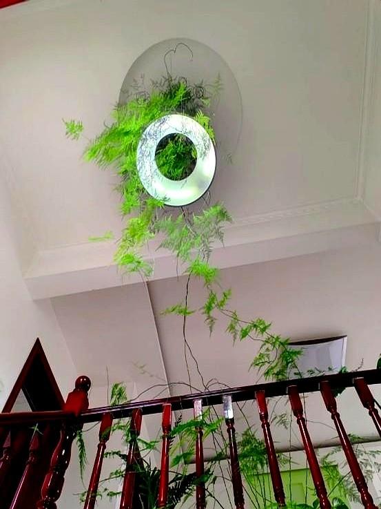 “！阴花不能进阳宅”，家里若有这5种花，请赶紧“搬出去”！
