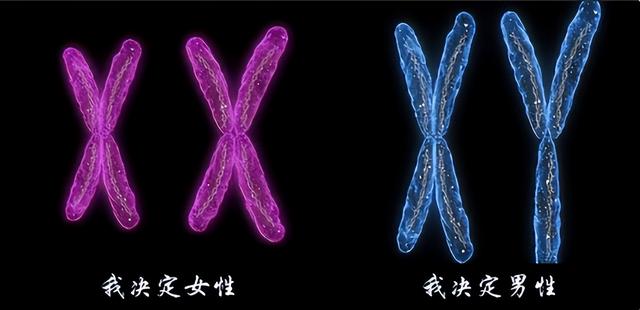 重庆一女子有两套生殖系统，先嫁老公生下一子，而后娶妻又得一娃