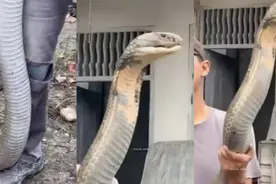 印度男子徒手抓巨型眼镜王蛇，网友：这是拼命演出吗图片