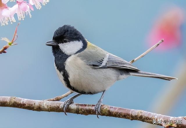 短视频，可能正在摧毁鸟类摄影