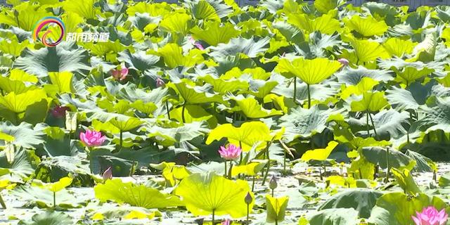 暑期翠湖花样多 等你来打卡