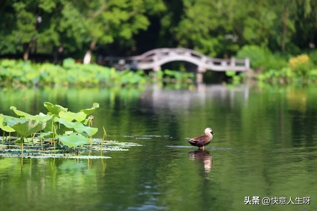 西湖如梦 | 曲院风荷