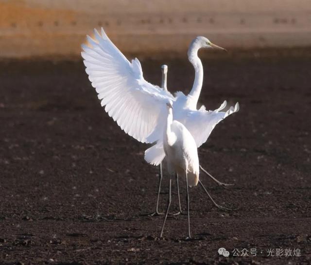 金秋时节:敦煌党河风情线上白鹭翩跹