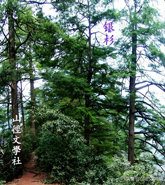 城步西岩，民族团结的桥梁纽带（山径·段德凤周牧游肖殿群）
