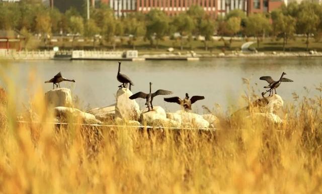 公园秋景：层林尽染 景致似锦如画