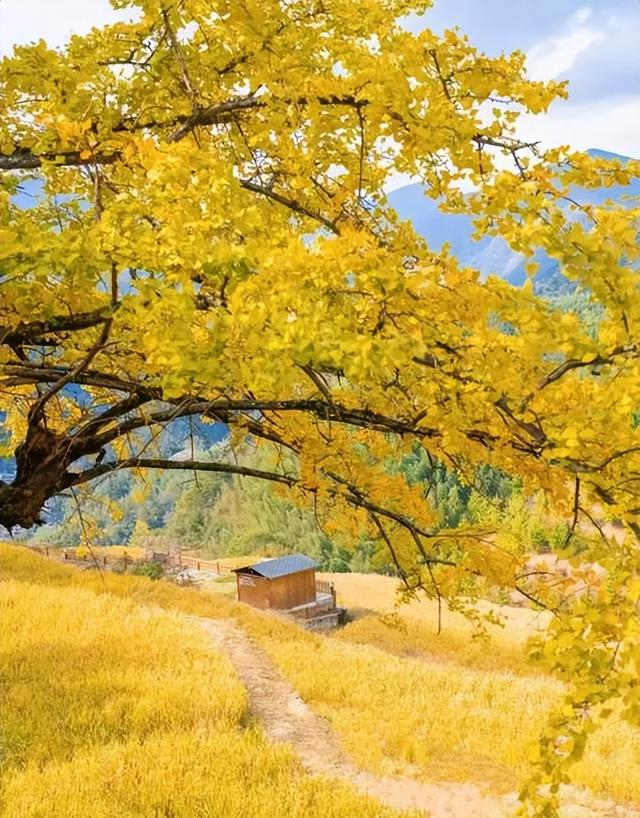 银杏黄金周倒计时！6大秘境+2个宝藏地的终极玩法，错过再等一年