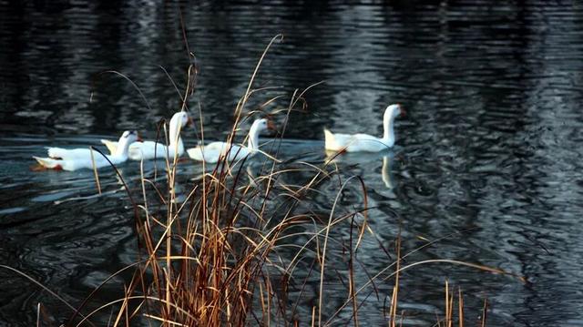 淮阳森林公园 · 梅园——花开正浓，香气四溢