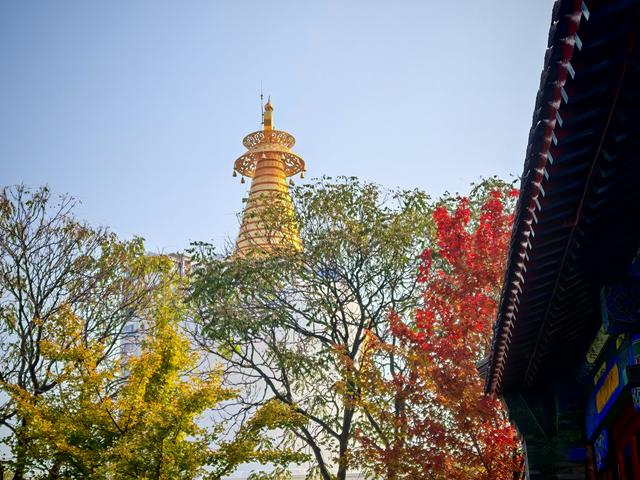 沈阳寻找银杏：从北陵到北塔