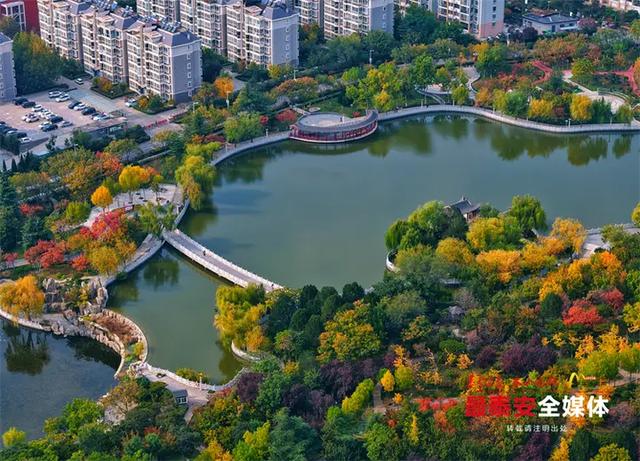 泰城深秋遍染金裳 斑斓画卷映眼帘