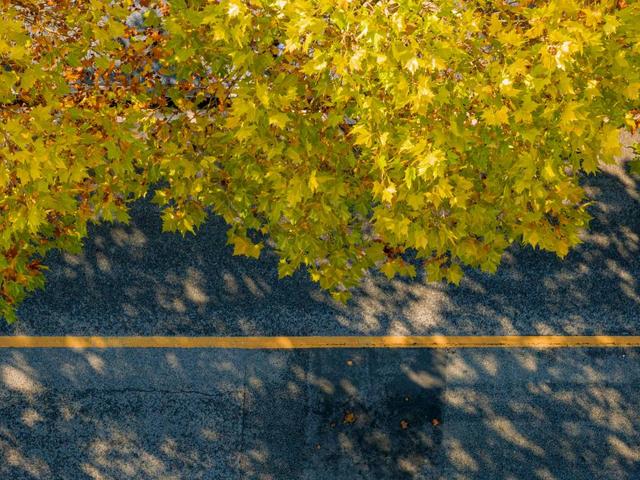 出片率100%！重庆梧桐进入最佳观赏期