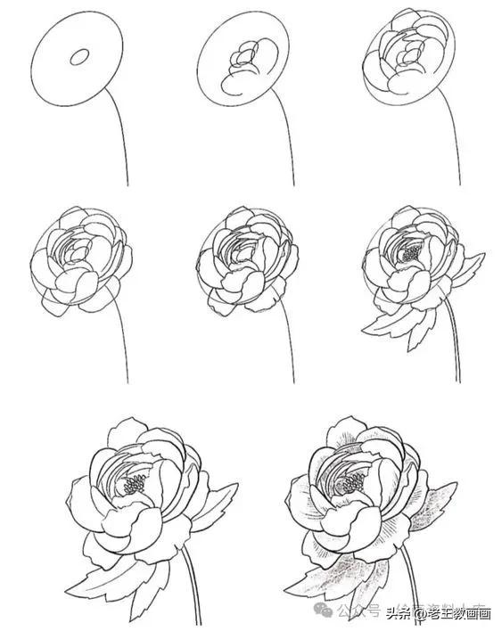有手就能画！花卉简笔画教程