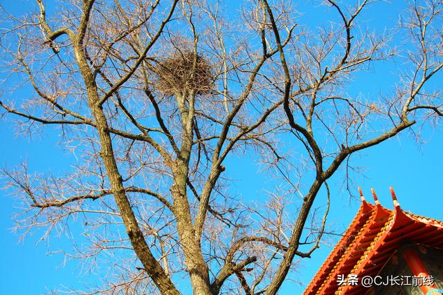 河南淮滨：亭巢相伴共话和谐