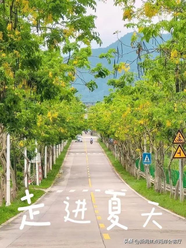 美到犯规！厦门莲花这条路成“黄金雨”仙境，绵延数公里！