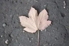 西安密他舞厅，喜忧参半。（十一）图片