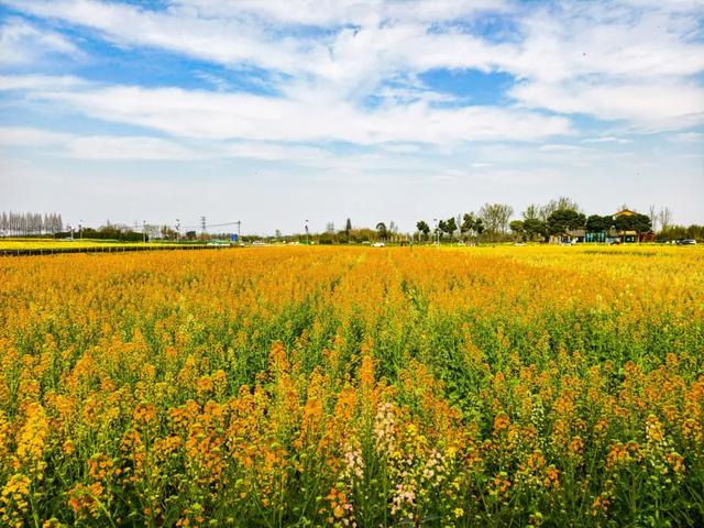 100%出片！郫都蝴蝶村彩色油菜花海，进入最美花期