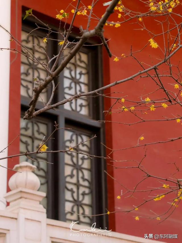 山东的第一波蜡梅开啦！快来邂逅这份冬日限定的浪漫