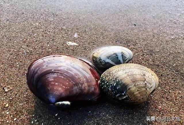 向海而歌,来秦皇岛凭依栈道、看海听涛,与海浪鸥鸟美好时光!