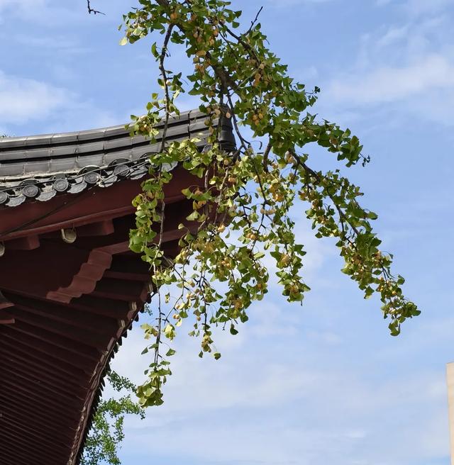 秋风起，栾花入梦来