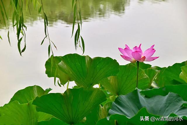 荷花是夏季里最曼妙的风景