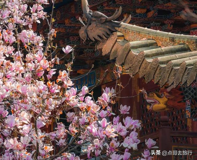成都寺庙最美玉兰花开了，红墙青瓦，惊艳唯美，这3处不要门票！