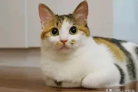 捡来的流浪猫养了一年，如今它报恩来了，经常送稀奇古怪礼物给我图片