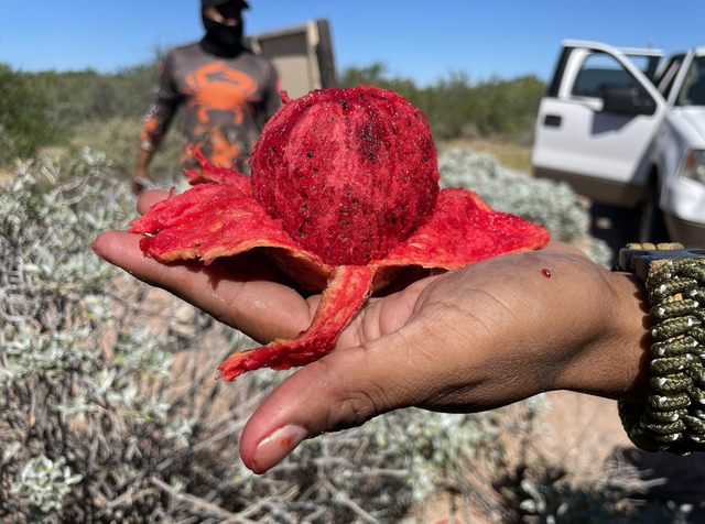 墨西哥岛屿呼唤救援：失去帝王蝶和吸蜜蝠，餐桌会发生什么？