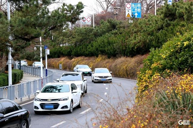 花开迎春，青岛的春天从这一抹金黄开始