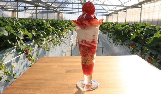 东京采草莓景点10选:新宿、涩谷当日来回、多样草莓品种吃到饱