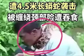 印度一男子丛林排便，被4米网纹蟒缠颈捕猎，用斧头砍才迫其松开图片