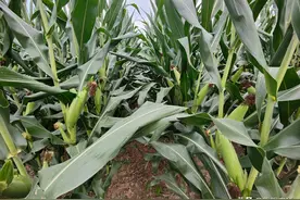 玉米测产结果公布，这几个玉米品种，亩产都超2000斤图片