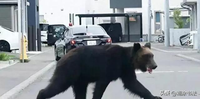 日本熊吃人频发！别慌！熊口逃生保命指南，让你比光头强还懂熊！