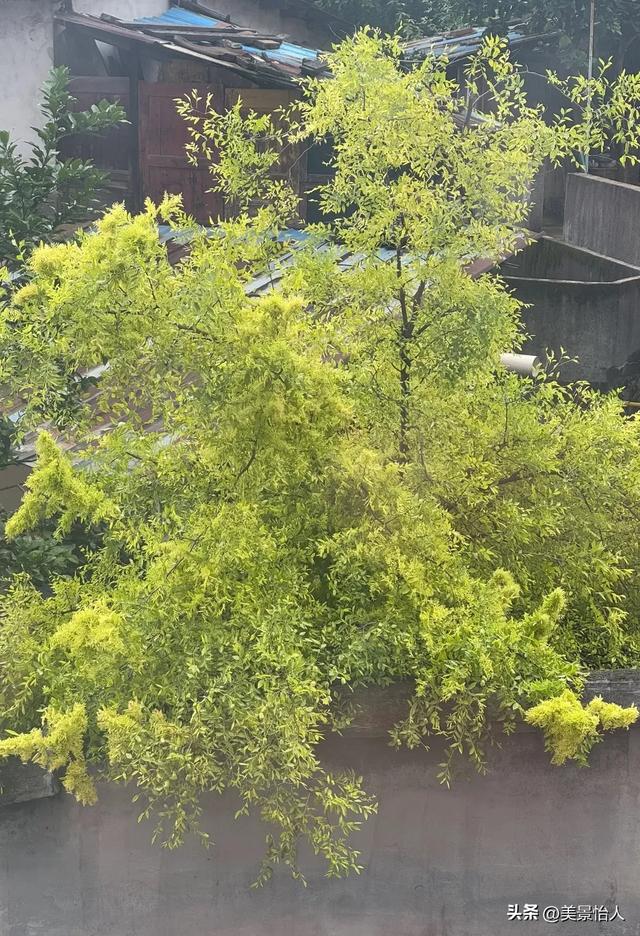 救命！枣树“变异”了！这缀化的模样谁见过啊