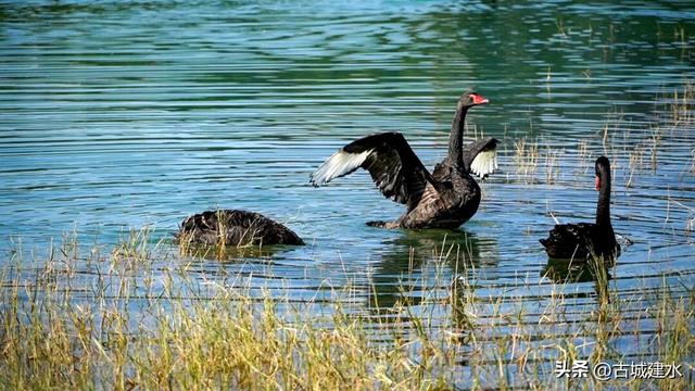 谁懂啊！建水五龙湖新来的黑天鹅，直接美成冬日童话