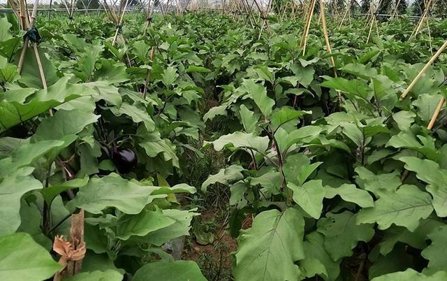 茄子别急着拔！老农教我留根过冬，来年提前30天结果吃不完