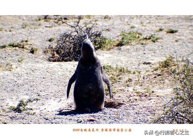 南极南美三国行游影记（76）—阿根廷旁塔汤布国家公园（三）