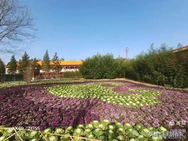 北京景山公园羽衣，冬园锦色｜申艳娟