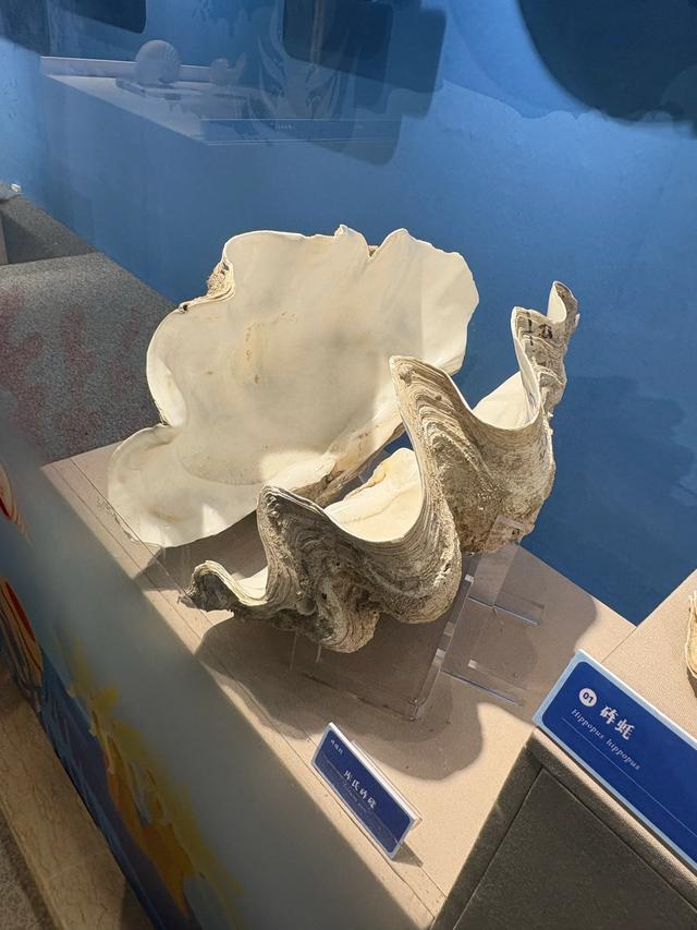 温州博物馆的超详细参观体验攻略,欢迎收藏