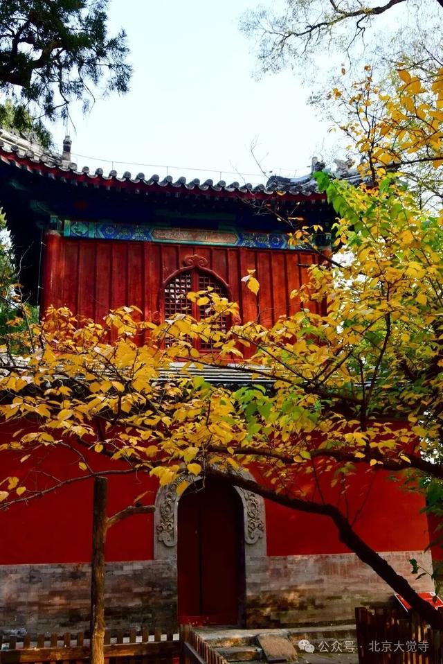 博物馆秋之旅｜本周安排！大觉寺银杏今日实况——