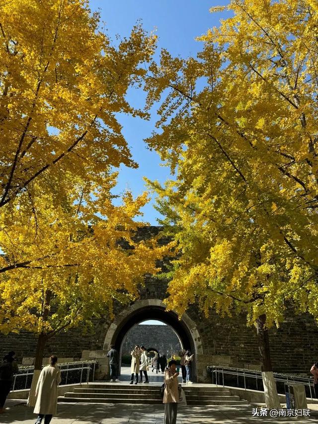 “含金量”渐满～南京的浪漫藏不住了！