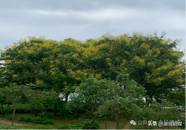 诸城这几处栾花秘境，承包了整个秋天的浪漫​