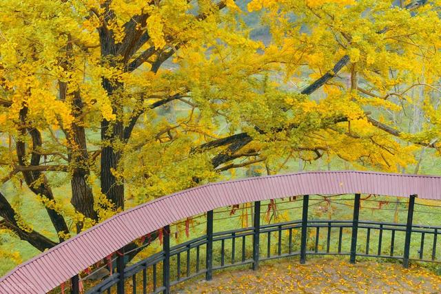 11月，去赏银杏吧！8个高颜值赏秋地，速来拍美照，挑一个就出发