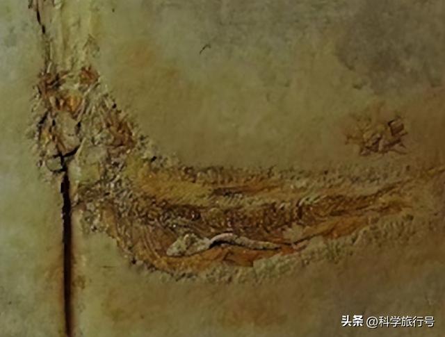 史前文明证据？一亿多年前的地层，惊现大量被铁钉穿喉杀死的鱼