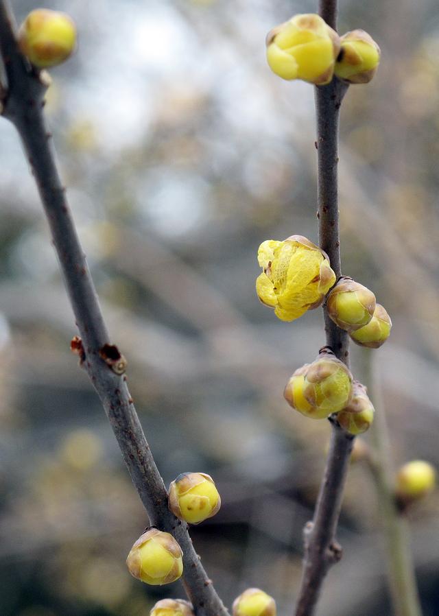 北京大观园“梅花”提早绽放 古风新春景致惊艳亮相